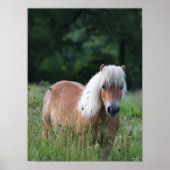 Bob Langrish | Palomino Shetland in gras Poster (Voorkant)