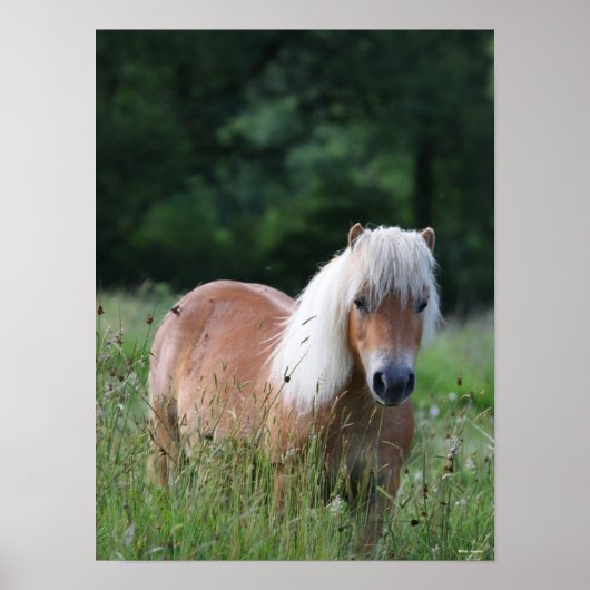 Bob Langrish | Palomino Shetland in gras Poster (Voorkant)