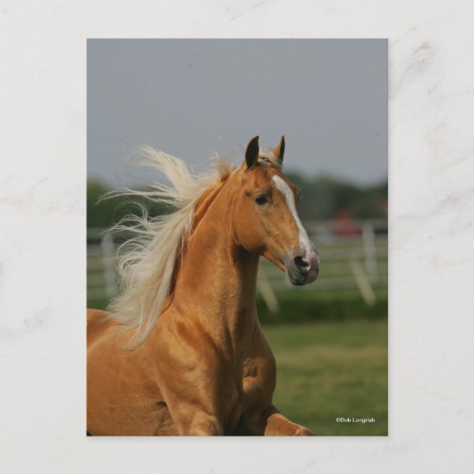 Bob Langrish | Palomino Tennesee Walker Headshot Briefkaart (Voorkant)