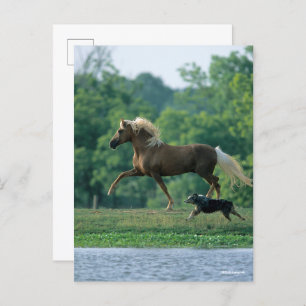 Bob Langrish   Palomino Tennessee Walker en Dog Briefkaart