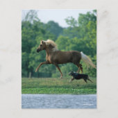 Bob Langrish | Palomino Tennessee Walker en Dog Briefkaart (Voorkant)