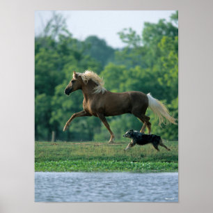 Bob Langrish   Palomino Tennessee Walker en Dog Poster