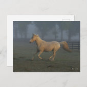 Bob Langrish | Palomino Tennessee Walker in Mist Briefkaart (Voorkant / Achterkant)