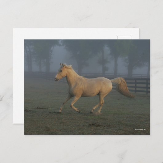 Bob Langrish | Palomino Tennessee Walker in Mist Briefkaart (Voorkant / Achterkant)