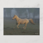 Bob Langrish | Palomino Tennessee Walker in Mist Briefkaart (Voorkant)