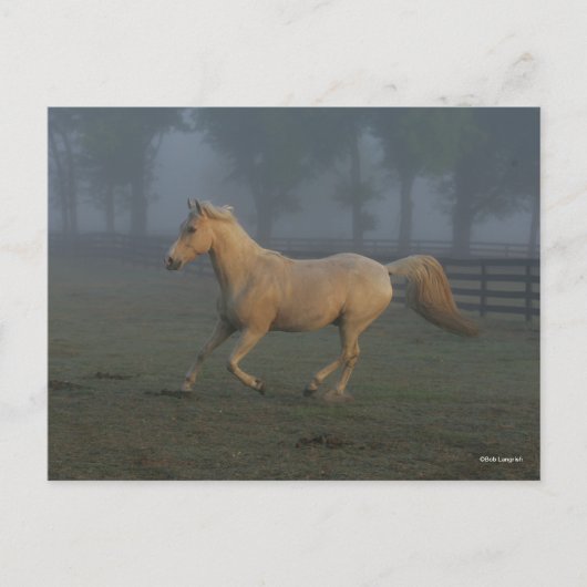 Bob Langrish | Palomino Tennessee Walker in Mist Briefkaart (Voorkant)