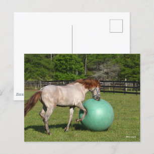 Bob Langrish   Paso Fino-paarden met een kogel Briefkaart