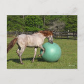Bob Langrish | Paso Fino-paarden met een kogel Briefkaart (Voorkant)