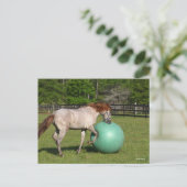 Bob Langrish | Paso Fino-paarden met een kogel Briefkaart (Staand voorkant)