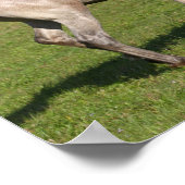 Bob Langrish | Paso Fino-paarden met een kogel Poster (Hoek)