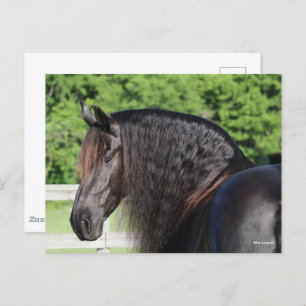 Bob Langrish Permanent schot voor Friesian Horse Briefkaart