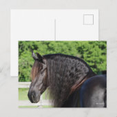 Bob Langrish | Permanent schot voor Friesian Horse Briefkaart (Voorkant / Achterkant)