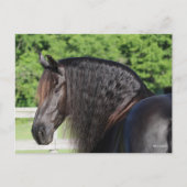 Bob Langrish | Permanent schot voor Friesian Horse Briefkaart (Voorkant)