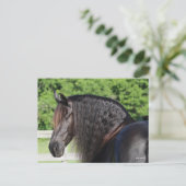 Bob Langrish | Permanent schot voor Friesian Horse Briefkaart (Staand voorkant)