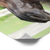 Bob Langrish | Permanent schot voor Friesian Horse Poster (Hoek)