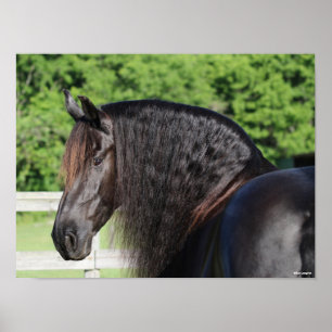 Bob Langrish   Permanent schot voor Friesian Horse Poster