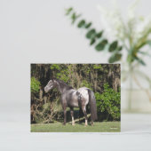 Bob Langrish | Permanente Appaloosa Briefkaart (Staand voorkant)