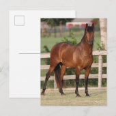 Bob Langrish | Permanente Bay Andalucian Briefkaart (Voorkant / Achterkant)