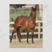 Bob Langrish | Permanente Bay Andalucian Briefkaart (Voorkant)