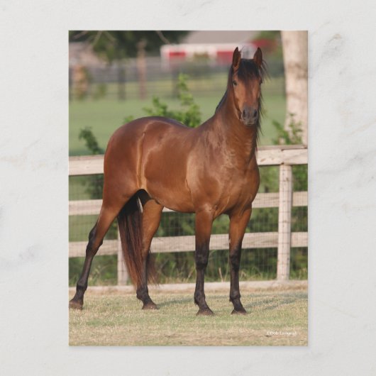 Bob Langrish | Permanente Bay Andalucian Briefkaart (Voorkant)