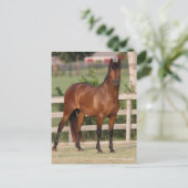 Bob Langrish | Permanente Bay Andalucian Briefkaart (Staand voorkant)