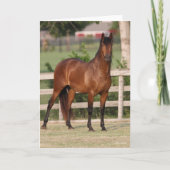 Bob Langrish | Permanente Bay Andalucian Kaart (Voorkant)