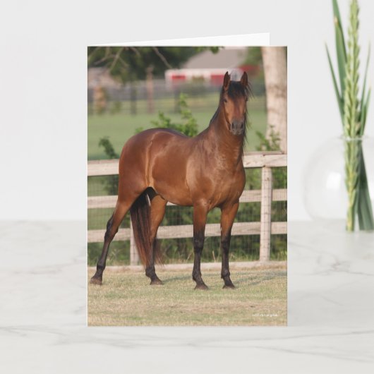 Bob Langrish | Permanente Bay Andalucian Kaart (Voorkant)