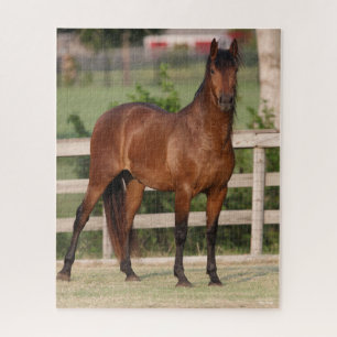 Bob Langrish Permanente Bay Andalucian Legpuzzel