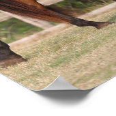 Bob Langrish | Permanente Bay Andalucian Poster (Hoek)