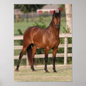 Bob Langrish | Permanente Bay Andalucian Poster (Voorkant)