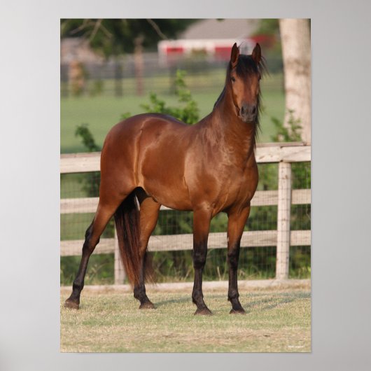 Bob Langrish | Permanente Bay Andalucian Poster (Voorkant)