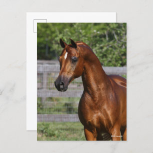 Bob Langrish Permanente hap van de Arabische Sta Briefkaart