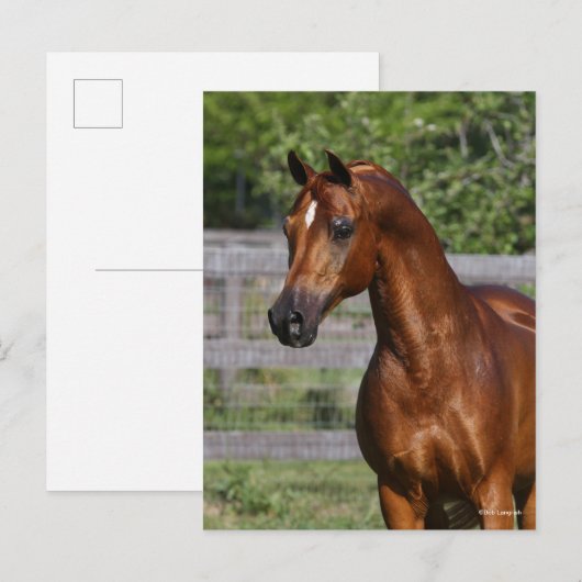 Bob Langrish | Permanente hap van de Arabische Sta Briefkaart (Voorkant / Achterkant)