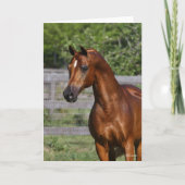 Bob Langrish | Permanente hap van de Arabische Sta Kaart (Voorkant)