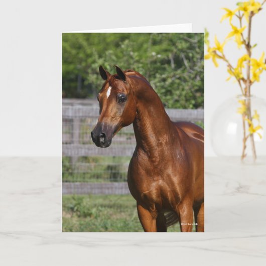 Bob Langrish | Permanente hap van de Arabische Sta Kaart (Gele Bloem)