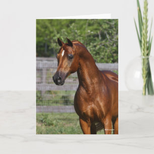 Bob Langrish   Permanente hap van de Arabische Sta Kaart