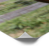 Bob Langrish | Permanente hap van de Arabische Sta Poster (Hoek)