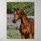 Bob Langrish | Permanente hap van de Arabische Sta Poster (Voorkant)