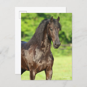 Bob Langrish Permanente kop van Friesian Horse Briefkaart