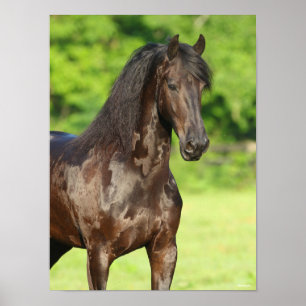 Bob Langrish Permanente kop van Friesian Horse Poster
