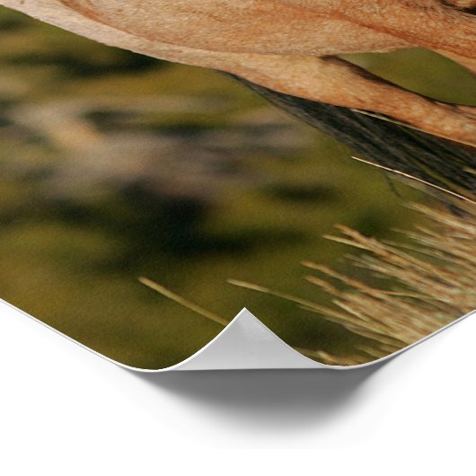 Bob Langrish | Permanente mosterangpaarden Poster (Hoek)