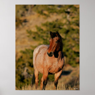 Bob Langrish Permanente mosterangpaarden Poster