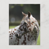 Bob Langrish | Permanente titel Appaloosa Briefkaart (Voorkant)