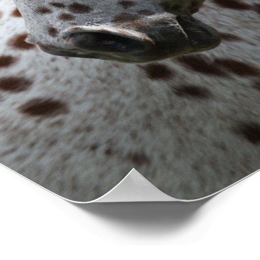 Bob Langrish | Permanente titel Appaloosa Poster (Hoek)