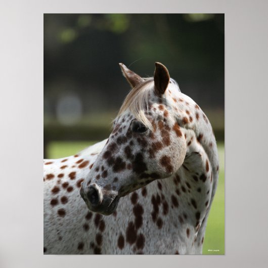 Bob Langrish | Permanente titel Appaloosa Poster (Voorkant)