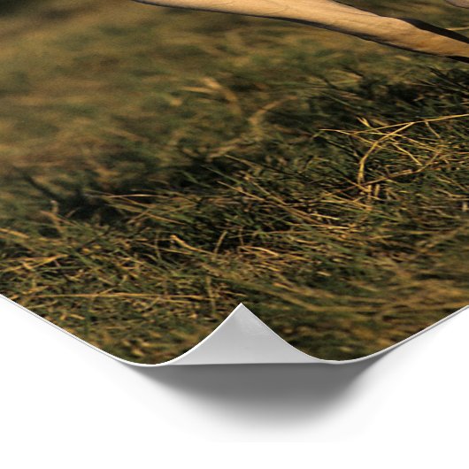 Bob Langrish | Permanente verf Poster (Hoek)