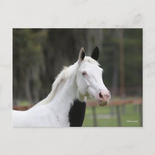 Bob Langrish | Pijngaarden met paardenbloem Briefkaart (Voorkant)