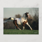 Bob Langrish | Pinto Arab Mane and Tail stromend Briefkaart (Voorkant)