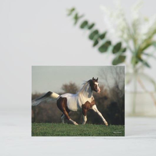 Bob Langrish | Pinto Arab Mane and Tail stromend Briefkaart (Staand voorkant)