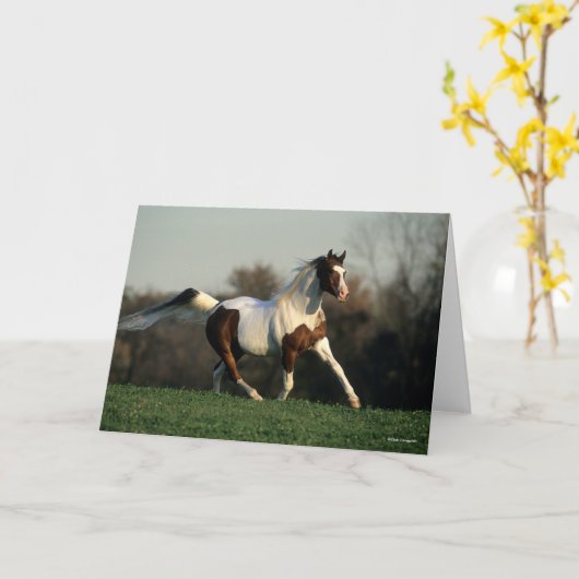 Bob Langrish | Pinto Arab Mane and Tail stromend Kaart (Gele Bloem)